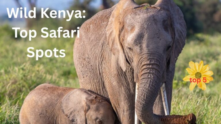 Top 5 National Parks to Visit in Kenya – A Safari Lover’s Dream!  1