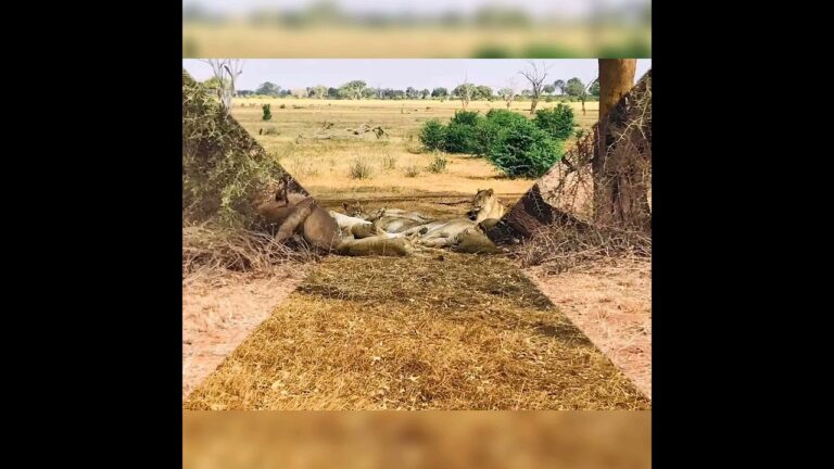 Lion at Tsavo National Park kenya