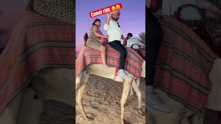 Camel ride at desert safari #camelridedubai #travel #adventureexploring #viralvideo