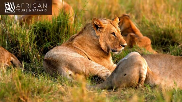 Safari i Kenya med African Tours & Safaris