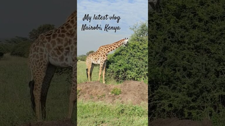 What a fantastic time visiting Nairobi National Park. #vlog #kenya #safari #travel #film