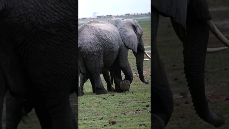Elephants of Africa, Amboseli National Park, Kenya 🇰🇪