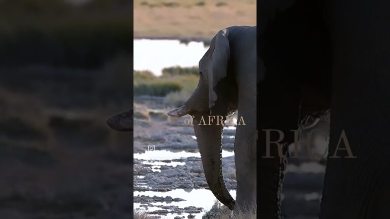 #africa #Adventure #tours #safaris #shorts