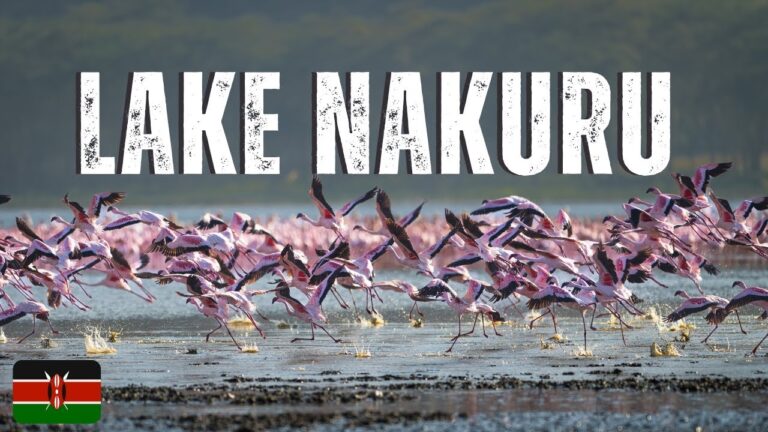 Lake Nakuru National Park Kenya Safari Experience : Unforgettable Wildlife Encounters