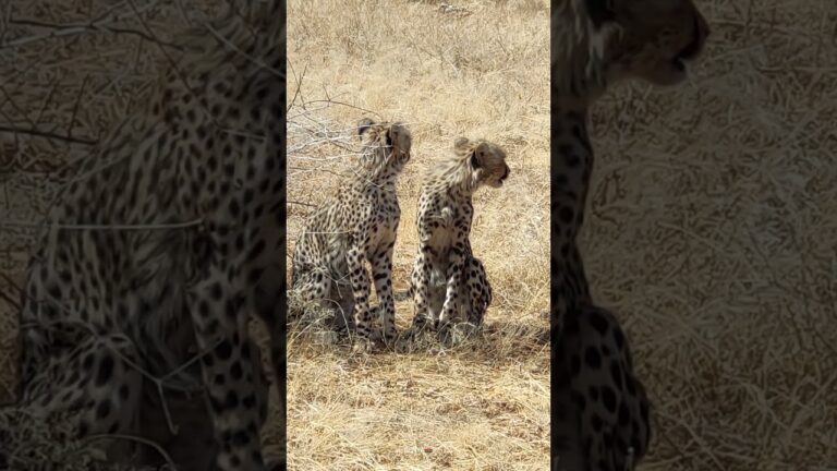 4K African Animals: Samburu National Park, Kenya… With Real Soundtrack in Video 4K