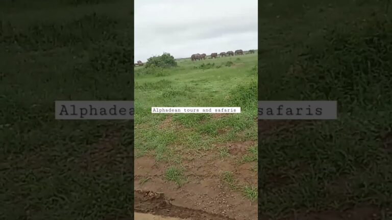 #tanzania #kenya #africa #tourstoafrica #nationalparks #safaris #travel #gamedrive #greatmigration