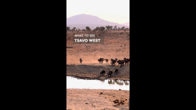What to See in Kenya – Tsavo West