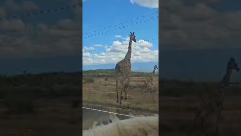 Awesome🥰 Mother Giraffe and Baby Crossing Road, Tsavo National Park, Kenya