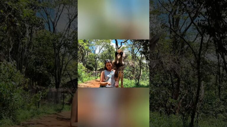 Walking Tour Safari in The National Park of Nairobi – Kenya