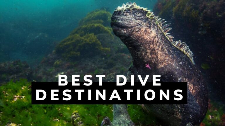 Top 5 Best Dive Destinations in the World